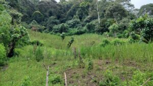 Temuan Ganja di Pegunungan Tor Mangompang, Mandailing Natal, Sumatera Utara Sangat Mengejutkan