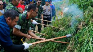 SAMBUT HUT KE-21, BNN RI MUSNAHKAN 4 HEKTAR LADANG GANJA DI LHOKSEUMAWE