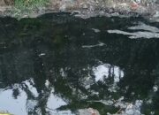 Amphibi; Air Lindi yang Mengalir Bebas Kesungai Asem-CBL Merupakan Kejahatan Lingkungan