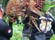 Brigade Buser SP-Bun Kanau kembali Sisir Titik Rawan, Dua OTK Ngacir