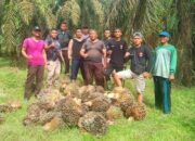 Maling Sawit Makin Jadi, Siang Bolong Enak-enak Panen Liar di Afd III Kanau