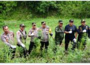 BNN RI MUSNAHKAN 7 TON GANJA SIAP PANEN