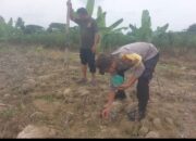 Dukung Program Ketahanan Pangan, Polsek Kota Kisaran Tanam Jagung di Samping Kantor