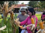Brimob Sumut Panen 1,6 Ton Jagung di Tebing Tinggi, Bukti Nyata Komitmen terhadap Ketahanan Pangan Nasional