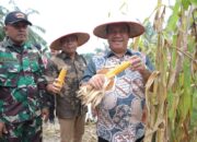 Ikuti Panen Raya Serentak Bersama Presiden RI, Bupati dan Forkopimda Asahan Panen Jagung di Teluk Dalam