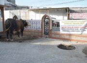 Bupati Asahan Serahkan Hewan Kurban Presiden RI kepada Panitia di Masjid Raya Kisaran