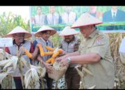 Teguhkan Komitmen Kemandirian Pangan, Bupati Asahan Hadiri Panen Raya Jagung di Tinggi Raja