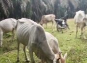 Dari 7 sekarang 11 Ekor, Isu Tak Berdasar Disebarkan Oknum Wartawan ke Desa