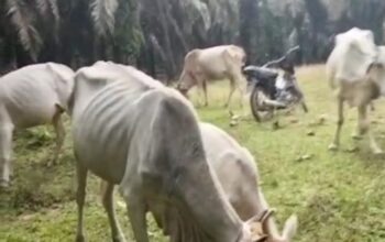 Dari 7 sekarang 11 Ekor, Isu Tak Berdasar Disebarkan Oknum Wartawan ke Desa