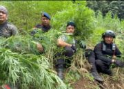 Satuan Brimob Polda Sumut Musnahkan 10 Hektar Ladang Ganja di Perbukitan Mandailing Natal