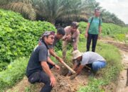 Jelang Akhir Tahun, AMPHIBI Kab.Batu Bara Tanam Pohon di 3 Lokasi