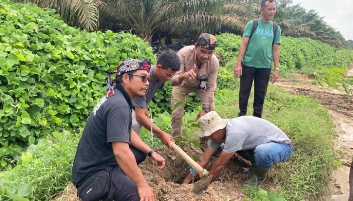 Jelang Akhir Tahun, AMPHIBI Kab.Batu Bara Tanam Pohon di 3 Lokasi