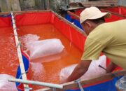 Klarifikasi Dugaan Penyimpangan DD, Pemdes N7 Aek Nabara Tegaskan Program Sesuai Aturan