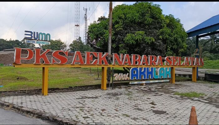 Isu ‘Fee’ dan TBS Mentah Menggema, PT Perkebunan Nusantara IV PKS Aek Nabara Tegas: Tuduhan Tak Berdasar!
