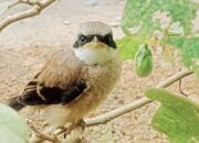 Mitos Memelihara Cendet: Antara Aura, Sugesti, dan Realitas