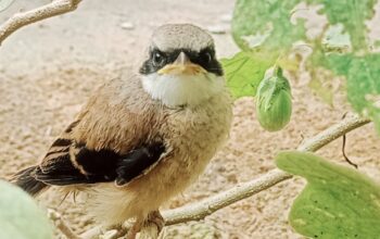 Mitos Memelihara Cendet: Antara Aura, Sugesti, dan Realitas