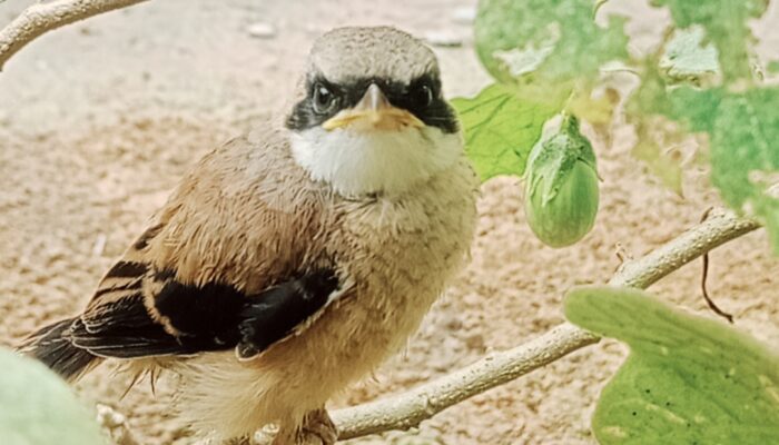 Mitos Memelihara Cendet: Antara Aura, Sugesti, dan Realitas